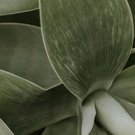 Петрова П.П.